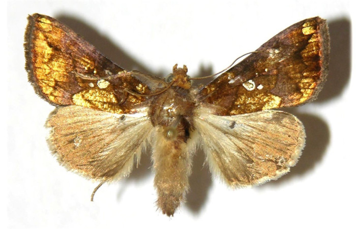 Figura 8. Adulto <i>Argyrogramma verruca</i> (Noctuidae), posición vista dorsal. (94-SRNP-5523-DHJ315540).