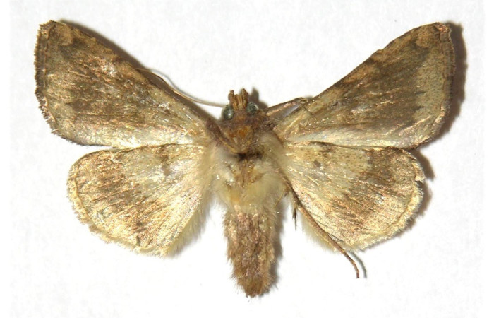 Figura 9. Adulto <i>Argyrogramma verruca</i> (Noctuidae), posición vista ventral. (94-SRNP-5523-DHJ315541).