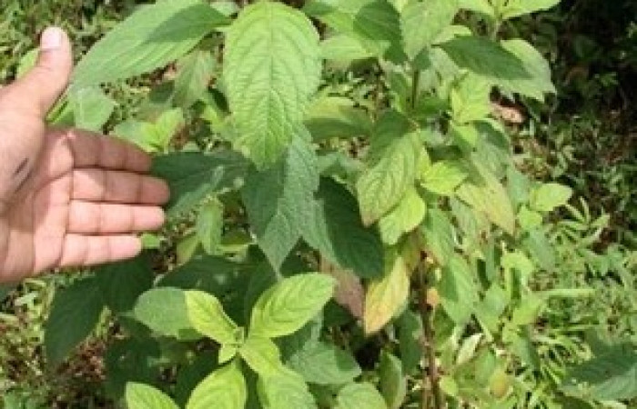 Figura 10. Planta <i>Hyptis obtusifolia</i>, (Lamiaceae), de <i> Argyrogramma verruca</i>, (Noctuidae). Foto, Jorge Hernández.