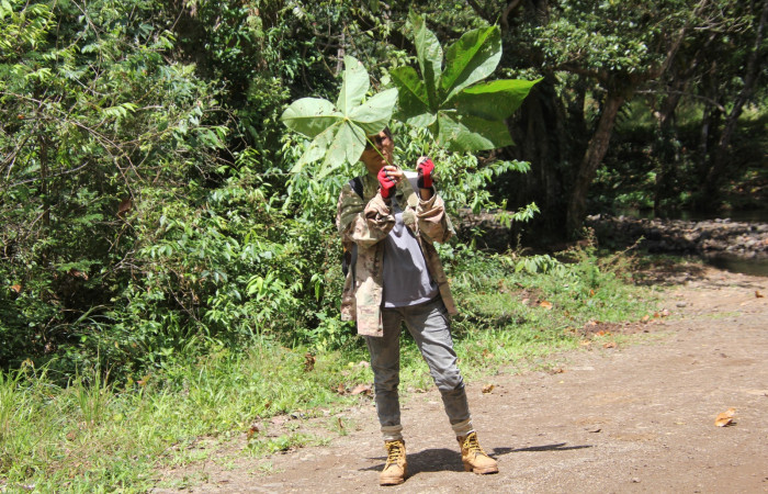 Fig.10 arbol de <i>Sterculia apetala</i> (Malvaceae) Quebrada Arenalosa. La  Garita 189.m foto R. Moraga.