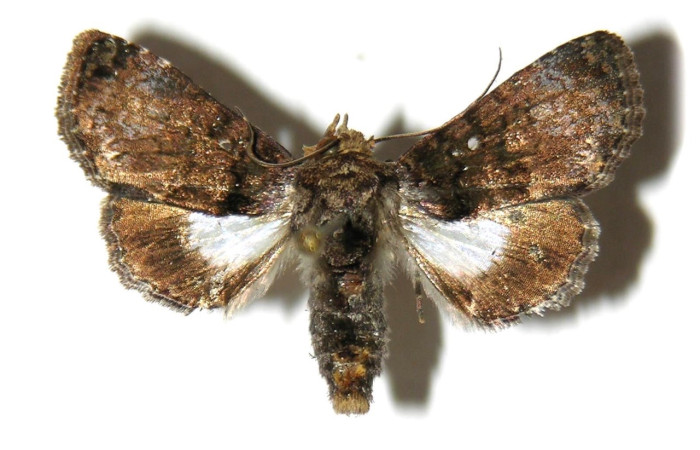 Fig. 1 adulto <i>Catephiodes trinidadensis</i> (Noctuidae), vista dorsal hembra mide 24mm. Casa Potrero Grande, Sector Santa Elena, 17m. 03-SRNP-13066-DHJ314992.jpeg