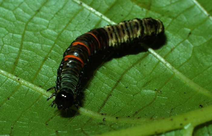 Fig. 5 larva <i>Catephiodes trinidadensis</i> (Noctuidae),  mide 20mm. Santa Elena, Casa Potrero Grande, 17m. 03-SRNP-13068-DHJ76227.jpg