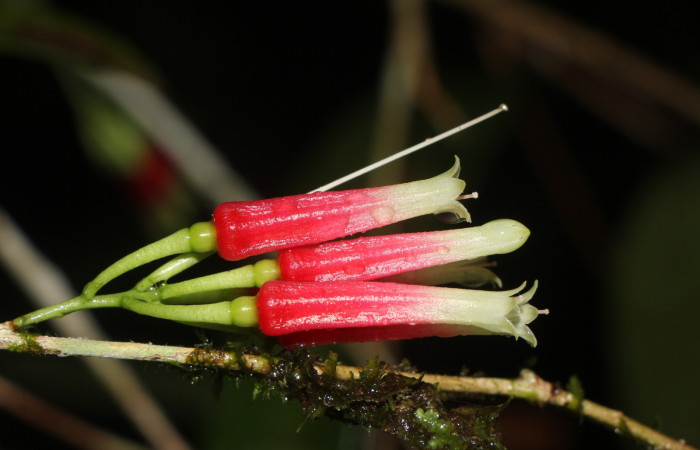 Figura. 10 flor lateral, <i>Satyria panurensis</i>, (Ericaceae). Area de Conservación Guanacaste, Sector Rincón
Rain Forest, Estación Leiva. Sendero Jacobo, (elevación 461 metros), colectada el 11 de octubre  2024. Foto. Jorge Hernández.
