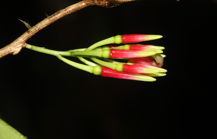 Figura. 12, botón floral, <i>Satyria panurensis</i>, (Ericaceae). Area de Conservación Guanacaste, Sector Rincón
Rain Forest, Estación Leiva. Sendero Jacobo, (elevación 461 metros), colectada el 11 de octubre  2024. Foto, Jorge Hernández.