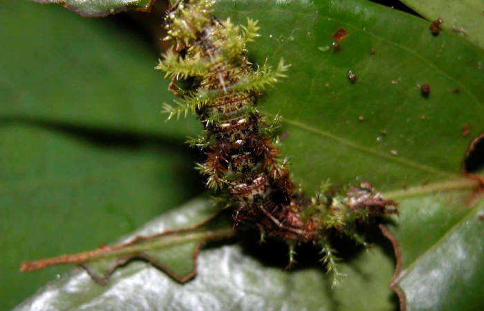 Figura. 15 Larva <i>Adelpha erymanthis</i>, (Nymphalidae), posición dorsal entero
alimentándose en <i>Satyria Panerensis</i>, (Ericaceae). (04-SRNP-55586-DHJ402067.jpg).
