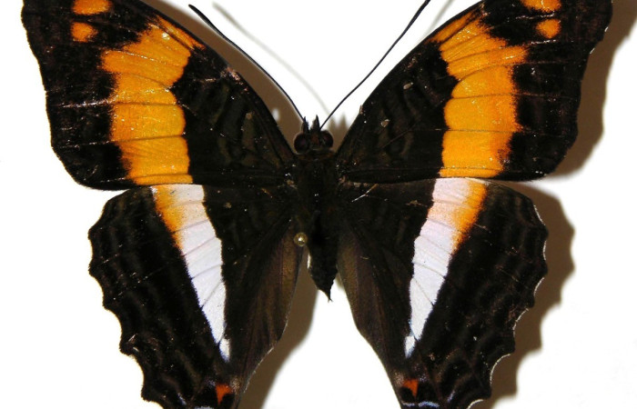 Figura. 16 Adulto <i>Adelpha erymanthis</i>, (Nymphalidae), posición vista dorsal
entero. (04-SRNP-55586-DHJ308108).