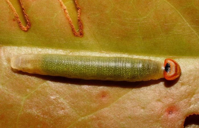 Figura. 17 Larva <i>Potamanaxas confusa</i>, (Hesperiidae), posición dorsal entero
alimentándose en <i>Satyria Panerensis</i>, (Ericaceae). (07-SRNP-65901-DHJ435321.jpg).