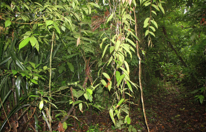 Figura. 1 Habitad, <i>Satyria panurensis</i>, (Ericaceae). Area de Conservación Guanacaste, Sector Rincón
Rain Forest, Estación Leiva selva. Sendero Jacobo (elevación 461 metros), colectada el 11 de octubre  2024. Foto, Jorge Hernández.