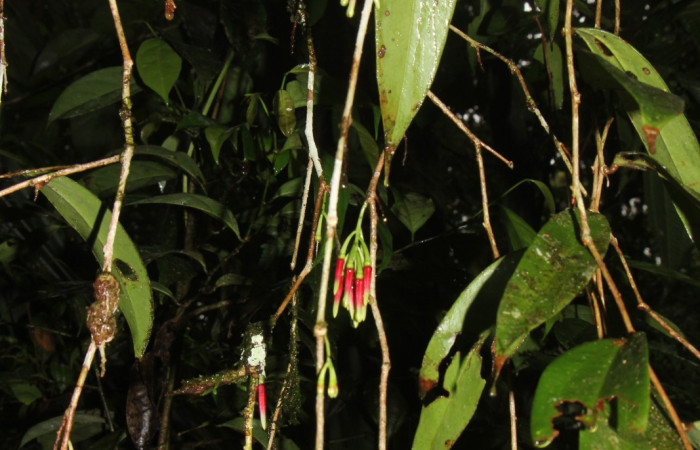 Figura. 7 flores en ramal, <i>Satyria panurensis</i>, (Ericaceae). Area de Conservación Guanacaste, Sector Rincón
Rain Forest, Estación Leiva. Sendero Jacobo, (elevación 461 metros), colectada el 11 de octubre  2024. Foto, Jorge Hernández.