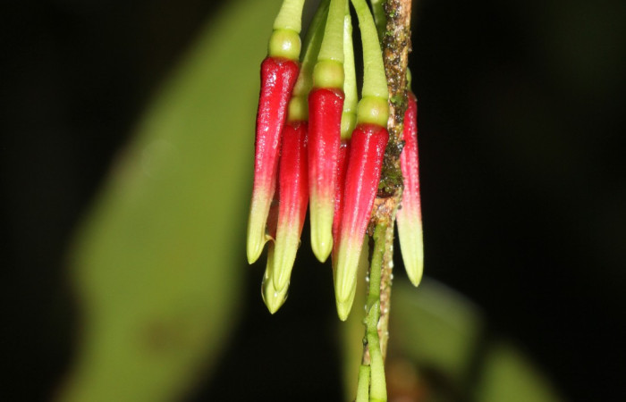 Figura. 8 botón floral, <i>Satyria panurensis</i>, (Ericaceae). Area de Conservación Guanacaste, Sector Rincón
Rain Forest, Estación Leiva. Sendero Jacobo, (elevación 461 metros), colectada el 11 de octubre 2024. Foto. Jorge Hernández.