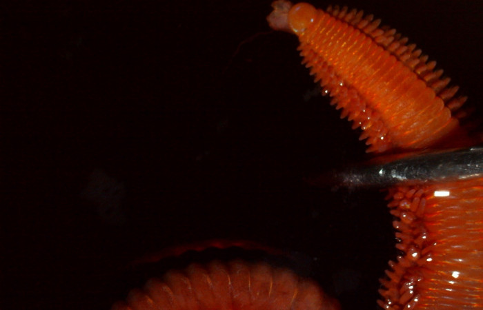 Figura 1. Gusano poliqueto <i>Oenone fulgida</i>. Fotografía por Gilbert Ampié. Espécimen 18-BMACGANE-00607