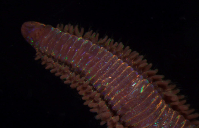 Figura 2. Parte anterior del poliqueto <i>Oenone fulgida</i>. Fotografía por Gilbert Ampié. Espécimen 18-BMACGANE-00829 