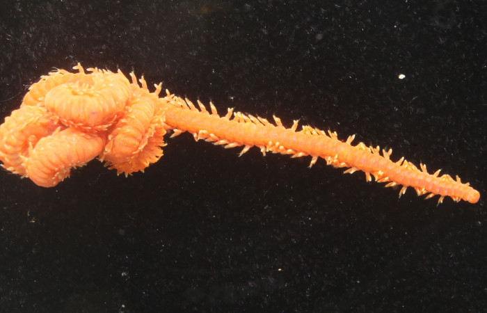 Parte anterior del poliqueto <i>Oenone fulgida</i>.  Fotografía por Gilbert Ampié. Espécimen22-BMACGANE-00829  