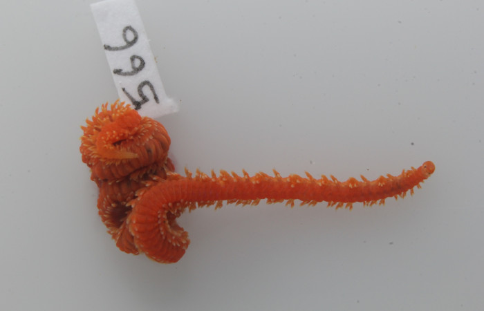 Figura 3. Gusano marino <i>Oenone fulgida</i> mostrando sus patas laterales llamados parapodios. Fotografía por Gilbert Ampié. Espécimen 18-BMACGANE-00566 