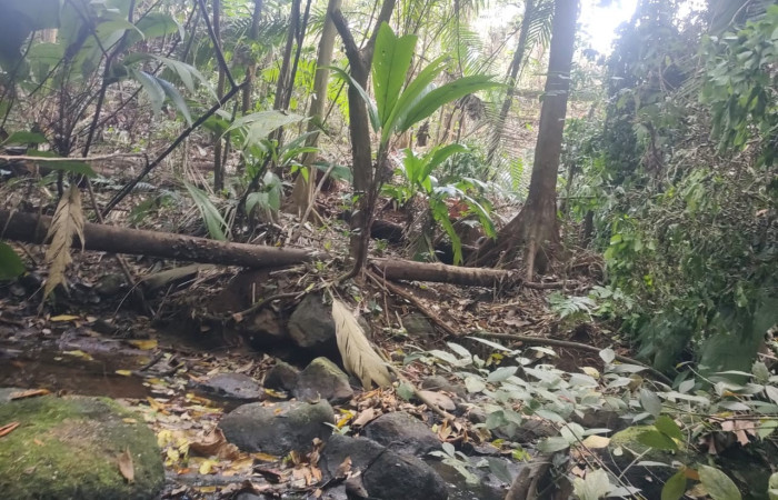 Marzo 2025  Palmares de Santa Cecilia, La Cruz Guanacaste  Foto: BCAF-ACG