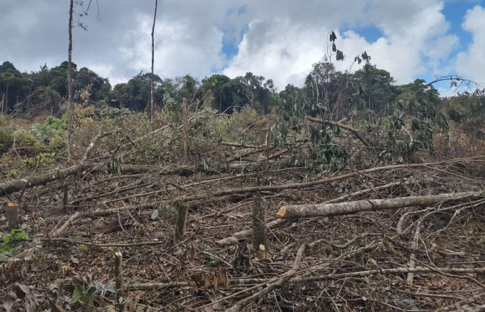 Marzo 2025  Palmares de Santa Cecilia, La Cruz Guanacaste  Foto: BCAF-ACG