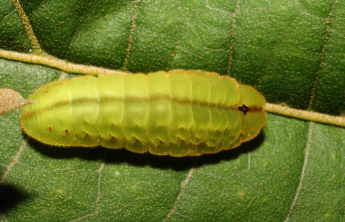 Figura 4. Larva <i>Arcas gozmanyi </i>(Lycaenidae). Posición lateral entero en la hoja de la planta <i>Hampea appendiculata</i> (Malvaceae). 10-SRNP-35334-DHJ473699.jpg.     