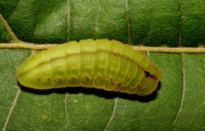 Figura 5. Larva <i>Arcas gozmanyi</i> (Lycaenidae). Posición lateral entero en la hoja de la planta <i>Hampea appendiculat</i>a (Malvaceae). 10-SRNP-35334-DHJ473700.jpg.