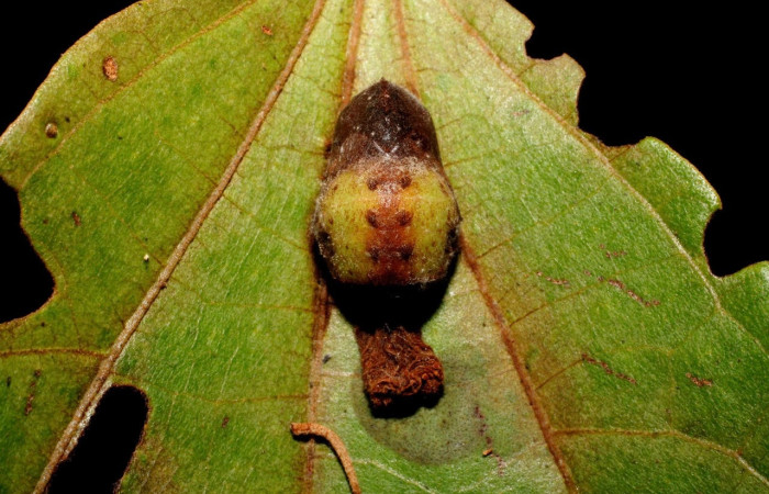 Figura 7. Pupa de <i>Arcas gozmanyi</i> (Lycaenidae). Vista dorsal, Sector Santa Rosa ACG (300m). 10-SRNP-35334-DHJ473702.jpg.