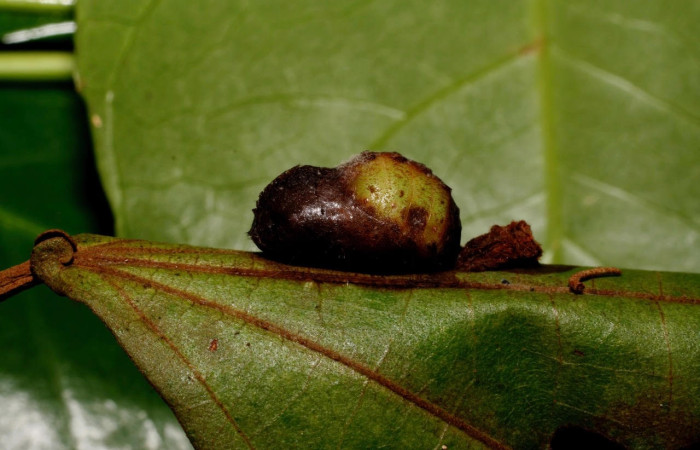 Figura 8. Pupa de <i>Arcas gozmanyi</i> (Lycaenidae). Vista lateral, Sector Santa Rosa ACG (300m). 10-SRNP-35334-DHJ473704.jpg.