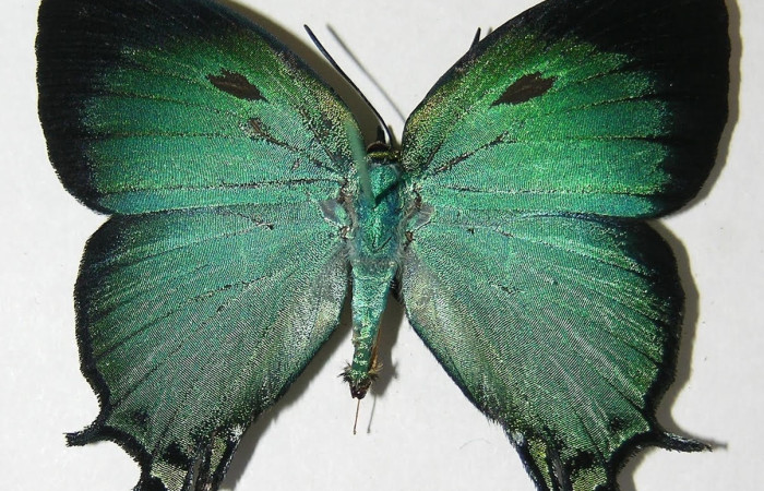 Figura 9. Adulto <i>Arcas gozmanyi</i> (Lycaenidae), posición dorsal. Áre de Conservación Guanacaste, Sector Santa Rosa. 10-SRNP35334DHJ526196.