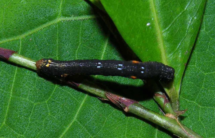 (Fig.1 ) Larva <i>Physocleora</i> pauperDHJ01, en penúltimo estadio, imagen de Estación Biológica Pitilla, con 24mm de largo. Voucher 05-SRNP-32059-DHJ404554.jpg.