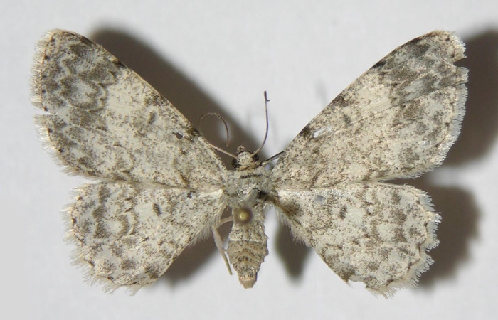 (Fig. 9) Adulto <i>Physocleora</i> pauperDHJ01, vista dorsal, (hembra) en alas abiertas mide 26 mm.   Voucher 05-SRNP-41610-DHJ326224.