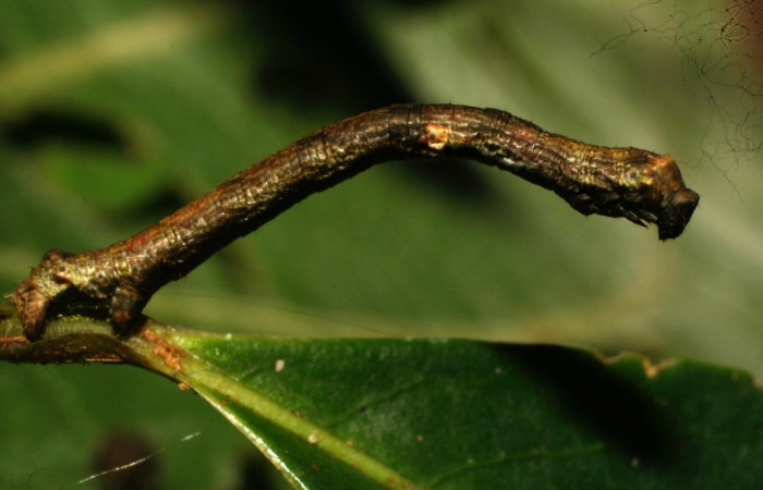 (Fig,12) Larva <i>Physocleora</i> pauper, familia Geometridae en penúltimo estadio, imagen de Estación Biológica Pitilla, con 21 mm de largo, vista lateral entero. Voucher 10-SRNP-32288-DHJ477328.jpg.