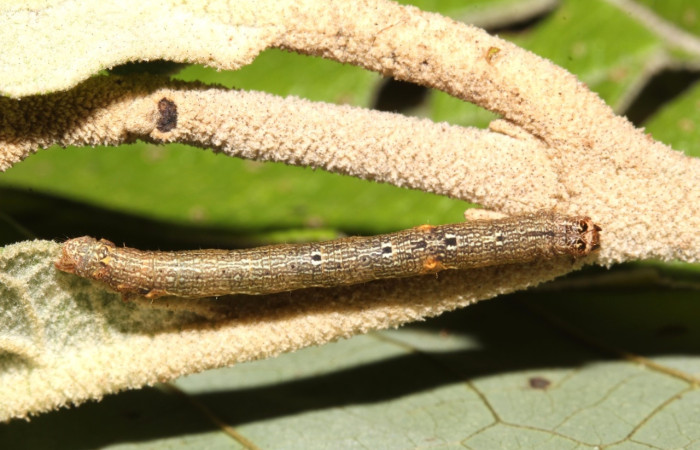 (Fig. 4) Larva <i>Physocleora</i> pauperDHJ01, en tercer estadio, vista lateral entero, con 24mm de largo, imagen de Estación Biológica Pitilla, con 24 mm de largo, vista dorsal entero. Voucher 17-SRNP-31188-DHJ736806.jpg.