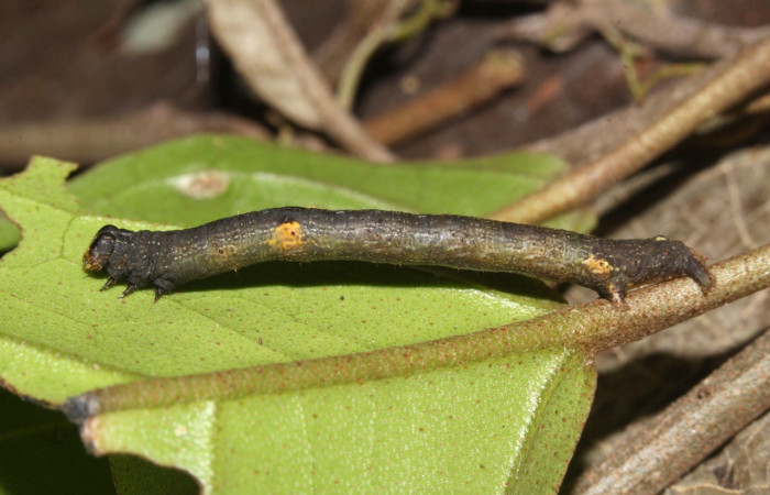 (Fig. 3) Larva <i>Physocleora</i> pauperDHJ01, en penúltimo estadio, imagen de Estación Pitilla, con 28 mm de largo, vista lateral entero. Voucher 17-SRNP-31944-DHJ739815.jpg.