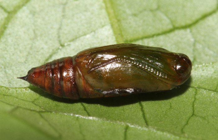 (Fig. 5) Pupa de larva <i>Physocleora</i> pauperDHJ01 en ultimo estadio 10 mm de largo imagen Estación  Biológica Caribe. Voucher 19-SRNP-40687-DHJ767654.jpg