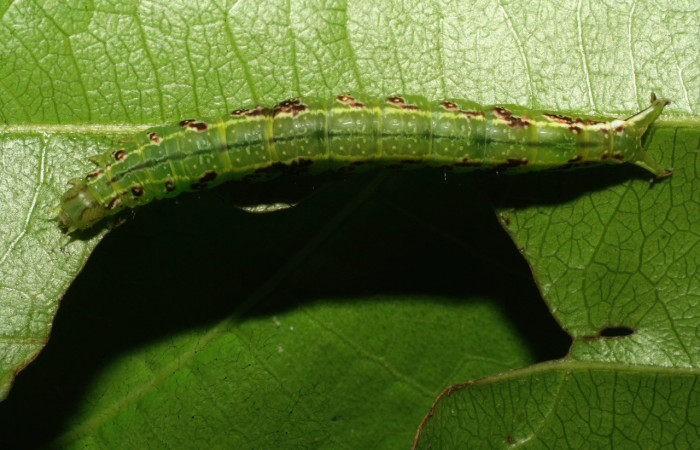 Figura 4. Larva <i>Dyomyx cimola</i> (Erebidae), en último estadío (U), vista dorsal, localidad Loaiciga Sector Pitilla ACG (445m). Voucher: 08-SRNP-31321-DHJ440122.jpg
