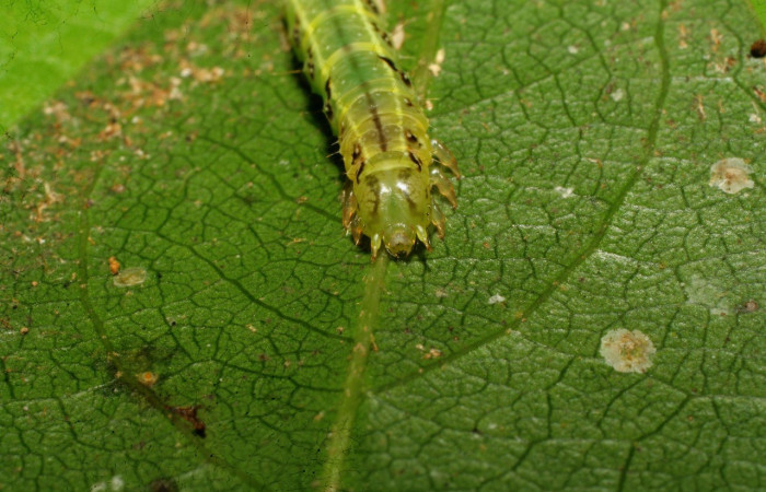 Figura 1. Larva <i>Dyomyx cimola</i> (Erebidae), en último estadío (U), vista cabezada de frente, localidad Loaiciga Sector Pitilla ACG (445m)). Voucher: 08-SRNP-31367-DHJ440292.jpg
