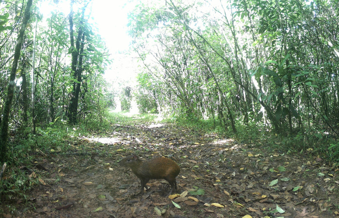 Figura. 1. <i>Dasyprocta punctata</i> (Dasyproctidae), foto captada por cámara trampa, 03 Enero 2023, en Estación Biológica Quica, Sector Pitilla Area de Conservación Guanacaste (ACG) (470m).
