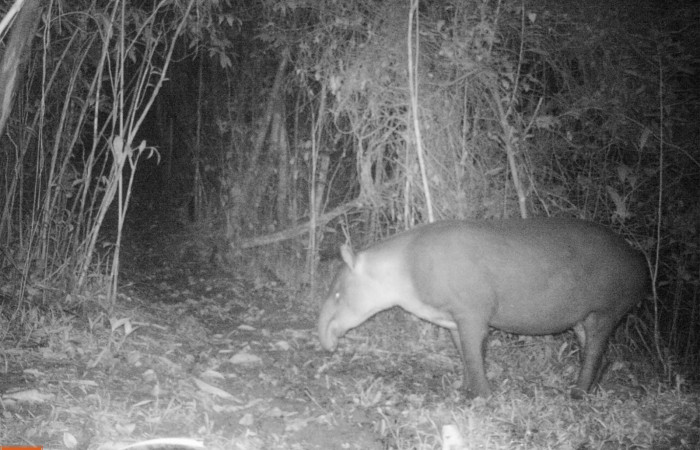 Figura. 3. <i>Tapirus bairdii</i> (Tapiridae), foto captada por cámara trampa, 22 Setiembre 2022, en Estación Biológica Quica, Sector Pitilla Area de Conservación Guanacaste (ACG) (470m).
