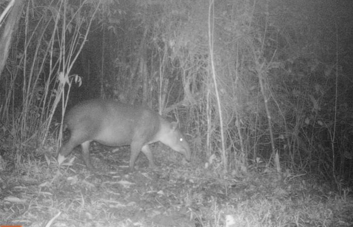 Figura. 1. <i>Tapirus bairdii</i>  (Tapiridae), foto captada por cámara trampa, 30 Setiembre 2022, en Estación Biológica Quica, Sector Pitilla Area de Conservación Guanacaste (ACG) (470m).
