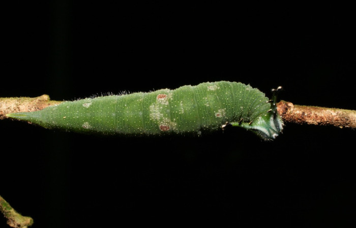 Figura 1. Larva <i>Doxocopa excelsa</i> (Nymphalidae), color verde, posición dorsal, último estadio, mide 40 mm aproximadamente. Planta hospedera <i>Celtis iguanaea</i> (Cannabaceae). Voucher: 06-SRNP-47749-DHJ417616.jpg.