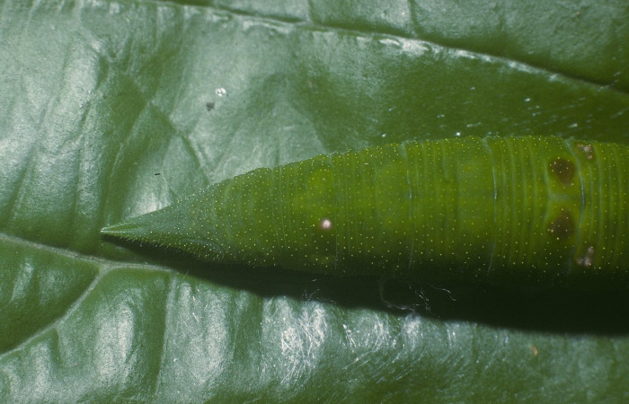 Figura 10. Larva <i>Doxocopa excelsa</i> (Nymphalidae), color verde, posición dorsal trasera, último estadio, mide 44 mm aproximadamente. Planta hospedera <i>Celtis iguanaea</i> (Cannabaceae). Voucher: 05-SRNP-45115-DHJ89171.jpg