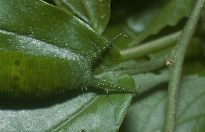 Figura 11. Larva <i>Doxocopa excelsa</i> (Nymphalidae), color verde, posición dorsal frontal, último estadio, mide 44 mm aproximadamente. Planta hospedera <i>Celtis iguanaea</i> (Cannabaceae). Voucher: 05-SRNP-45115-DHJ89165.jpg