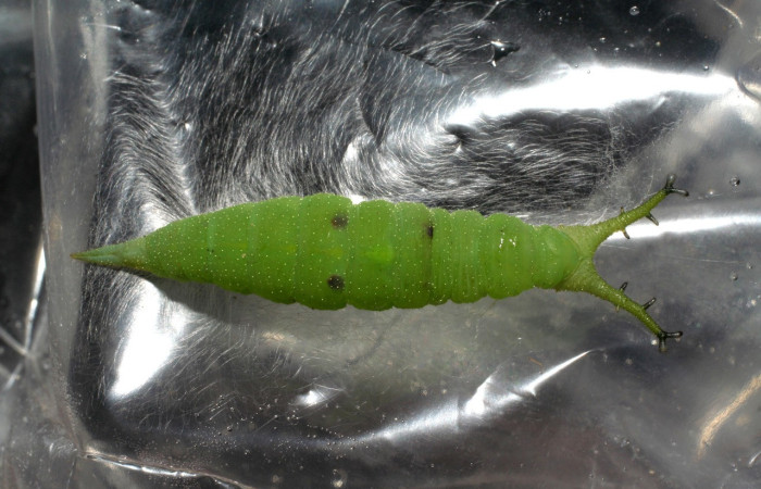 Figura 12. Larva en prepupa <i>Doxocopa excelsa</i> (Nymphalidae), color verde, posición dorsal, último estadio, mide 44 mm aproximadamente. Voucher: 06-SRNP-45765-DHJ414926.jpg.