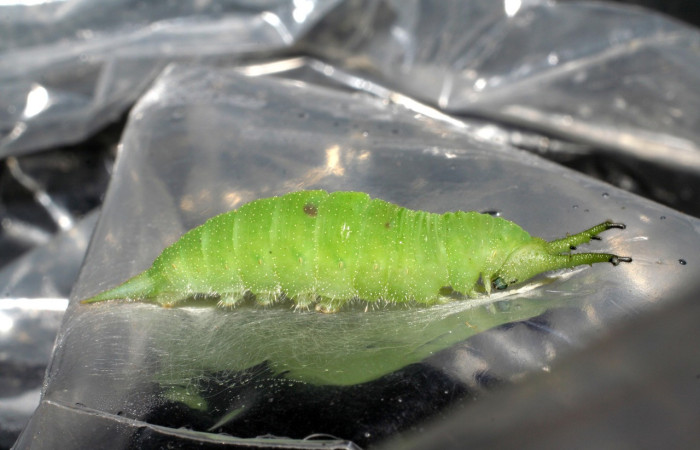 Figura 13. Larva en prepupa <i>Doxocopa excelsa</i> (Nymphalidae), color verde, posición lateral, último estadio, mide 44 mm aproximadamente. Voucher: 06-SRNP-45765-DHJ414927.jpg.