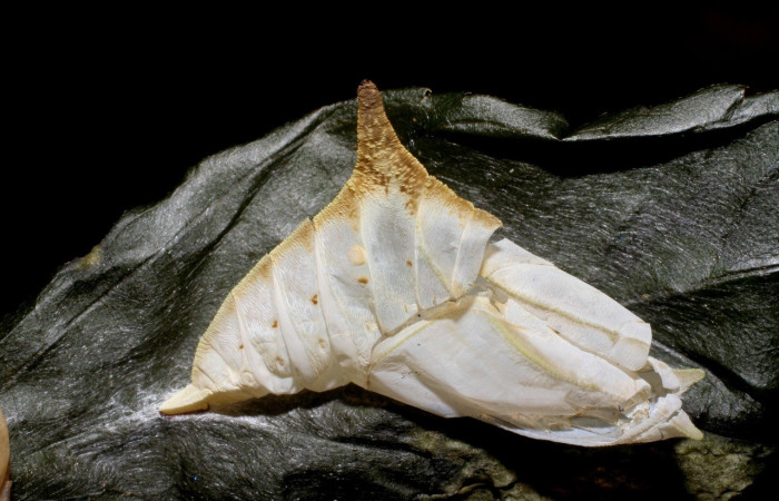 Figura 14. Pupa <i>Doxocopa excelsa</i> (Nymphalidae), color crema, posición lateral, tiene una protuberancia en forma de cachito en el dorso, último estadio. Voucher: 06-SRNP-3746-DHJ410496.jpg.