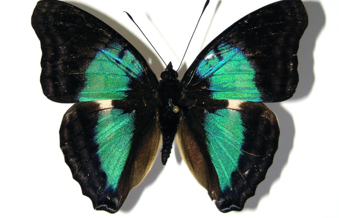 Figura 15. Adulto macho de <i>Doxocopa excelsa</i> (Nymphalidae), color negro con verde, posición dorsal, mide 60 mm aproximadamente. Voucher: 04-SRNP-46850-DHJ96876.