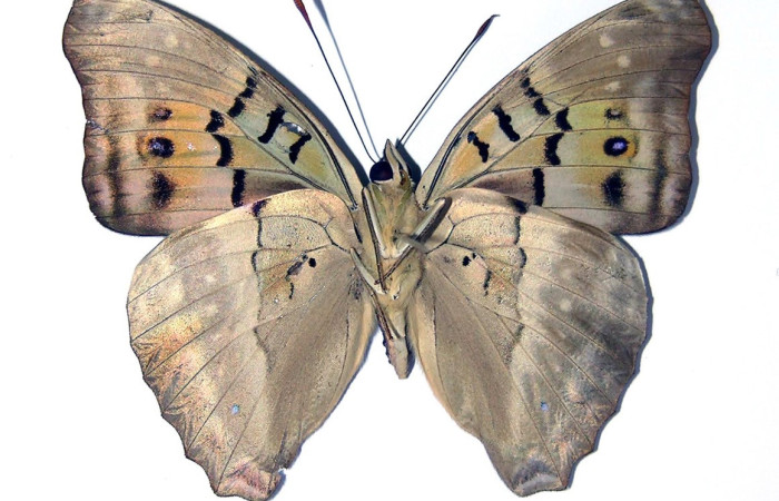 Figura 16. Adulto macho de <i>Doxocopa excelsa</i> (Nymphalidae), color negro con verde, posición ventral, mide 60 mm aproximadamente. Voucher: 04-SRNP-46850-DHJ96877.