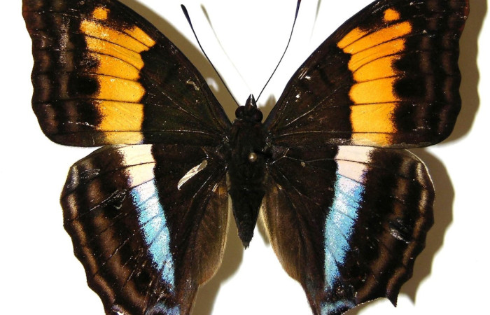 Figura 17. Adulto hembra de <i>Doxocopa excelsa</i> (Nymphalidae), color negro con verde, posición dorsal, mide 65 mm aproximadamente. Voucher: 04-SRNP-46851-DHJ308234.