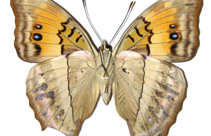 Figura 18. Adulto hembra de <i>Doxocopa excelsa</i> (Nymphalidae), color negro con verde, posición dorsal, mide 65 mm aproximadamente. Voucher: 04-SRNP-46851-DHJ308235.