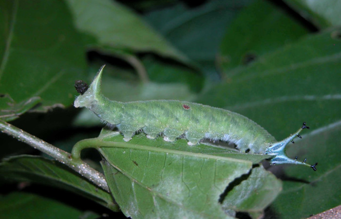 Figura 2. Larva <i>Doxocopa excelsa</i> (Nymphalidae), color verde, posición lateral, mostrando su parte trasera saliendo estiércol y cabeza parte frontal, último estadio, mide 44 mm aproximadamente. Planta hospedera <i>Celtis iguanaea</i> (Cannabaceae). Voucher: 04-SRNP-46849-DHJ401837.jpg