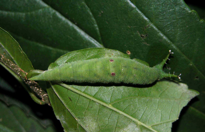 Figura 3. Larva <i>Doxocopa excelsa</i> (Nymphalidae), color verde, posición dorsal, último estadio, mide 44 mm aproximadamente. Planta hospedera <i>Celtis iguanaea</i> (Cannabaceae). Voucher: 04-SRNP-46849-DHJ401841.jpg