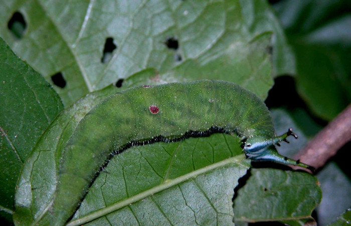Figura 4. Larva <i>Doxocopa excelsa</i> (Nymphalidae), color verde, posición lateral, último estadio, mide 44 mm aproximadamente. Planta hospedera <i>Celtis iguanaea</i> (Cannabaceae). Voucher: 04-SRNP-46849-DHJ401844.jpg.