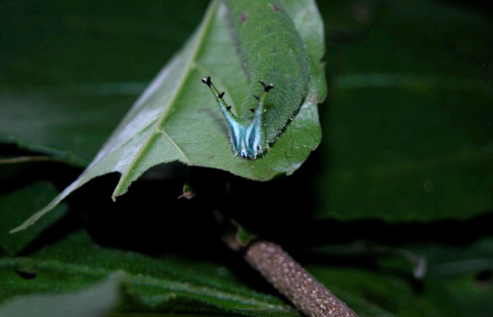 Figura 5. Larva <i>Doxocopa excelsa</i> (Nymphalidae), color verde, cabeza color celeste posición frontal, último estadio, mide 44 mm aproximadamente. Planta hospedera <i>Celtis iguanaea</i> (Cannabaceae). Voucher: 04-SRNP-46849-DHJ402284.jpg